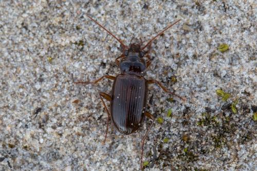 Réf. 255 348 : Nebria brevicollis